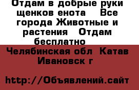 Отдам в добрые руки щенков енота. - Все города Животные и растения » Отдам бесплатно   . Челябинская обл.,Катав-Ивановск г.